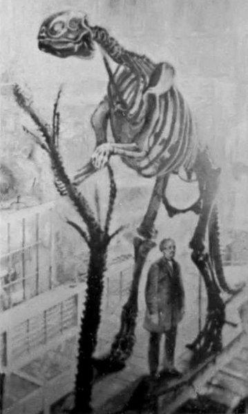 An old photo of the mounted Hadrosaurus skeleton standing upright, with a man beside it.