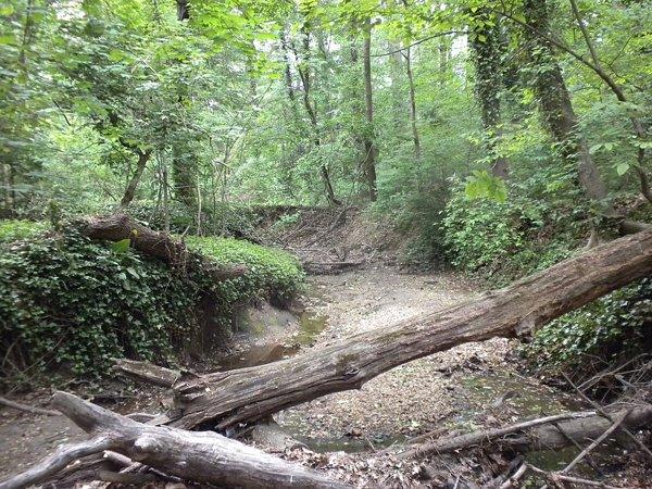 A wooded ravine with a dry stream bed and fallen logs below Hadrosaurus Park.