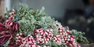Bunches of red radishes with green tops at a farmers market