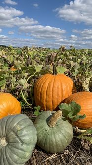 Seiple Farms pumpkin patch and corn maze