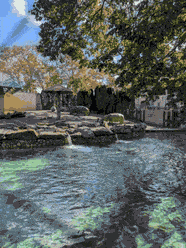 Two hippos on the rocks by their pool at the zoo