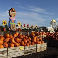 Pumpkins stacked in crates at Linvilla Pumpkinland