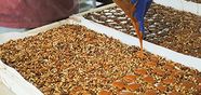 Caramel pouring from a funnel over trays of chopped nuts in a candy kitchen.