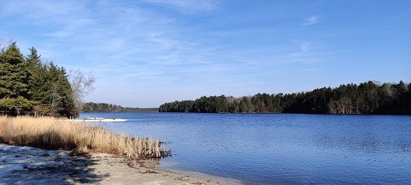 Wilson Lake at Scotland Run Park on a clear day, with a sandy, grassy shoreline in front, calm blue water and a line of pines on the far bank.