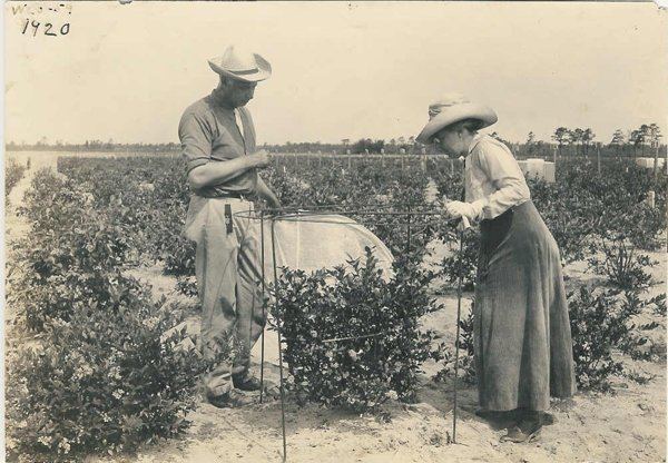 Archival black-and-white photo marked 1920: a man and a woman in wide-brimmed hats stand in rows of low leafy bushes, working at a cloth-covered frame set over one bush, with a flat field and a tree line behind.