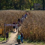 Kids and families walking a path into a tall corn maze at Milburn Orchards