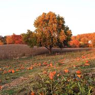 Pumpkins across a field under an orange autumn tree at Ramsey's Farm