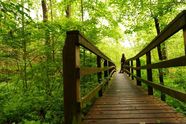 A wooden boardwalk trail through green woods