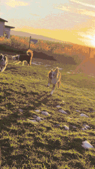 Dogs run across a golden-hour pasture, then a gray cat walks up through the grass and its face fills the lens