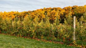 Highland Orchards Fall Fest