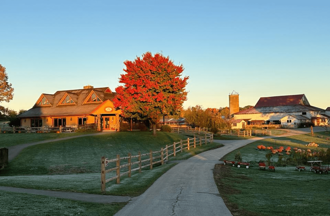 Milky Way Farm pumpkin harvest