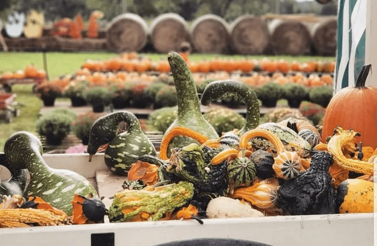 Sugartown Strawberries pumpkin patch