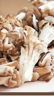 Meet the Mushrooms: Maitake at the Woodlands