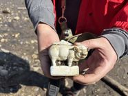 A hand holding a small ceramic animal figure found in the creekbed